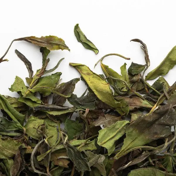 THÉ BLANC Bai Mu Dan - Maître du Thé