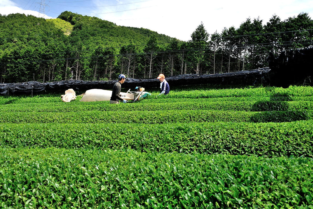 Les cultivars japonais : l’âme secrète du thé vert