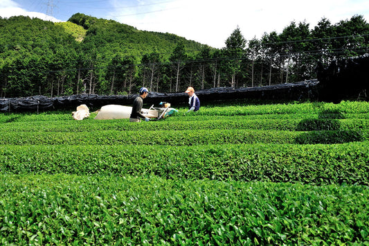 Les cultivars japonais : l’âme secrète du thé vert