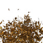 Tisane de fleurs d'oranger en feuilles