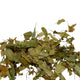 Tisane de tilleul en feuille 