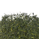 Thé vert gyokuro uji