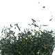 Thé vert sencha fukamushi
