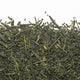 Sencha Koshun