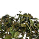 Thé Blanc Gu Shu Bai Liu en feuilles