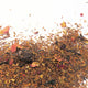 ROOIBOS Lune rouge 50g - Maître du Thé 