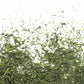 Sencha NIBANCHA - Maître du Thé 