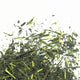 Sencha Tsukigase 50g - Maître du Thé 