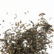 thé noir Darjeeling Jungpana 1st flush - Maître du Thé 