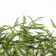 Anji Bai Cha THÉ VERT  Maître du Thé 