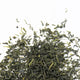 BI LUO CHUN THÉ VERT 50g - Maître du Thé 