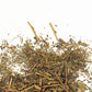 Hojicha Shizuoka THÉ VERT 50g - Maître du Thé 